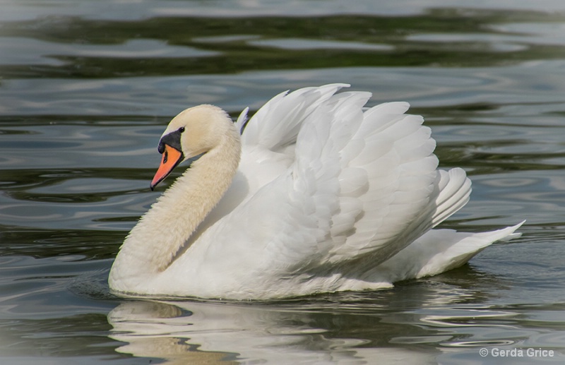 Gracefully Sailing Along