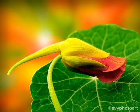 Nasturtium