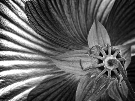 Hibiscus Flower Backside