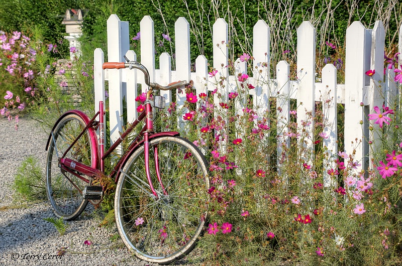 Summer Pinks