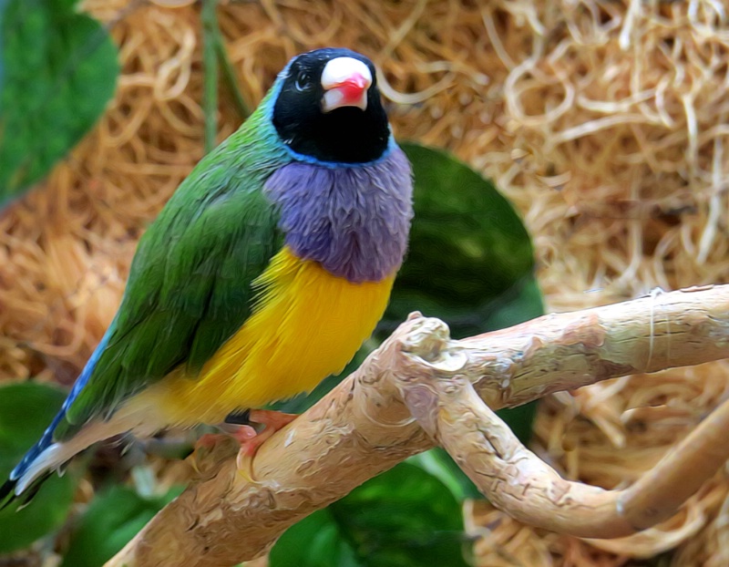 Marvelous Many Colored Bird