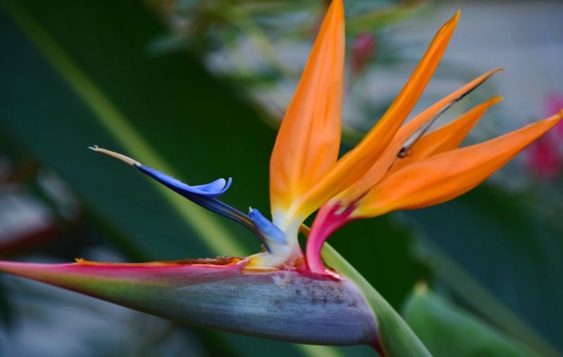 BIRD  OF  PARADISE