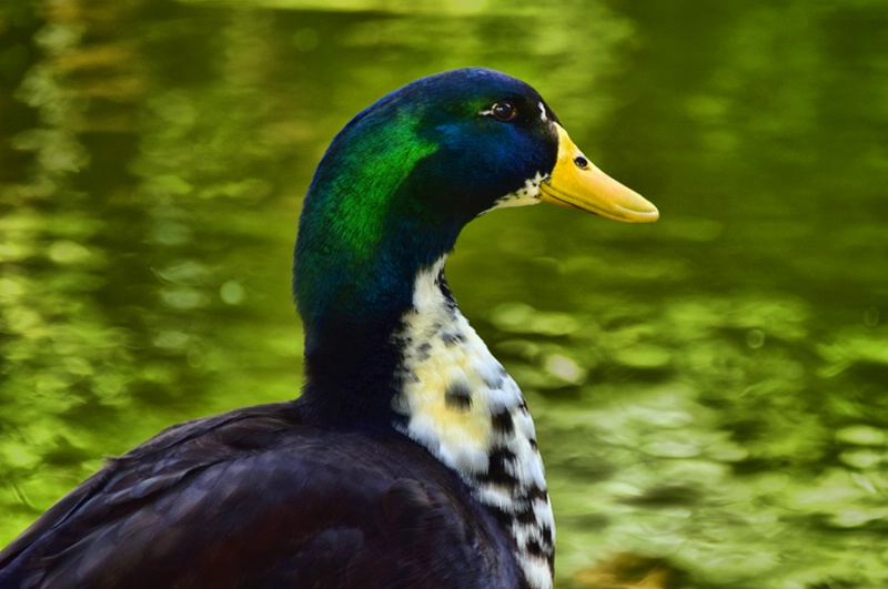 A  DUCK