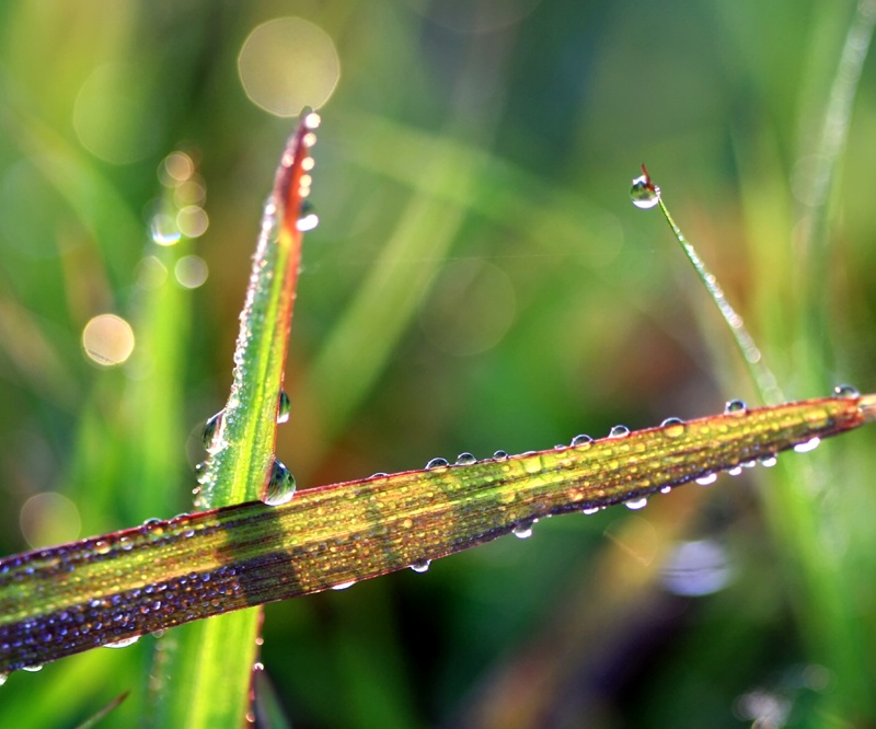 Grasses With Dew And Reflections
