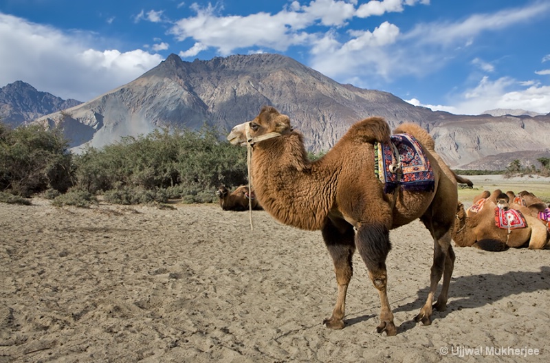 Double-Humped Camel of Nubra