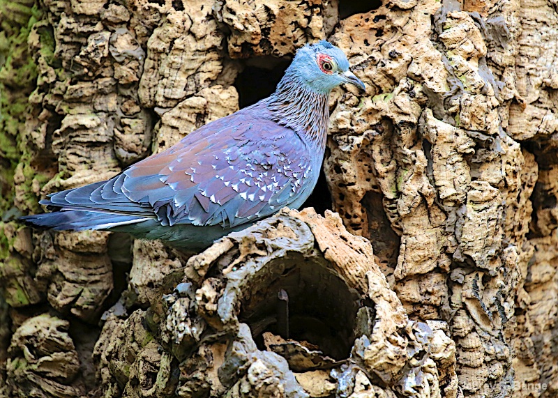 "Speckled Pigeon"
