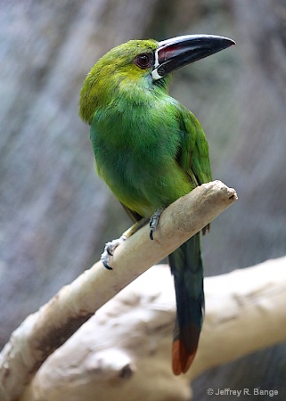 "Crimson Rumper Toucanet"