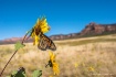 Monarch
