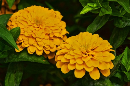 TWO  YELLOW FLOWERS