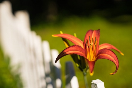 Lily on the Fence.