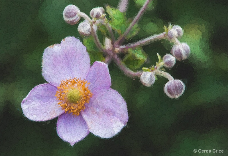 Pink Anemone and Buds
