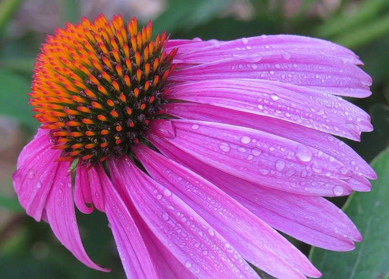 Charismatic Coneflower