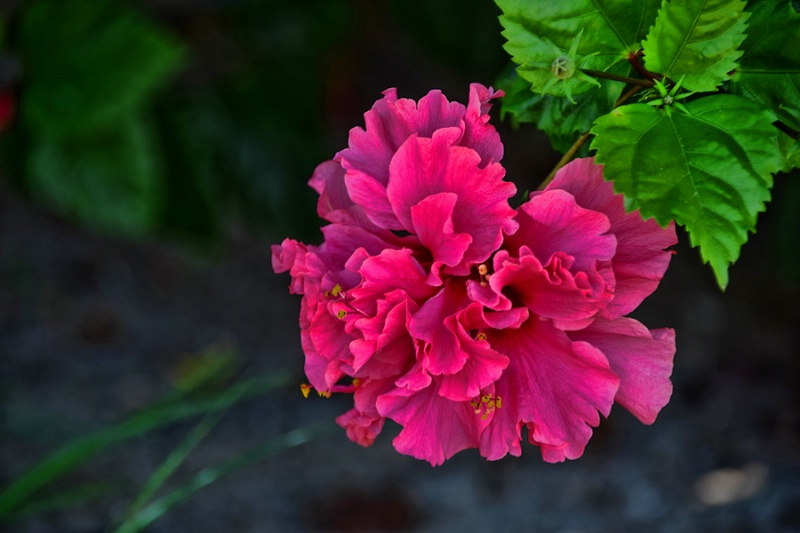 PINK  FLOWER