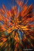 fall zoom