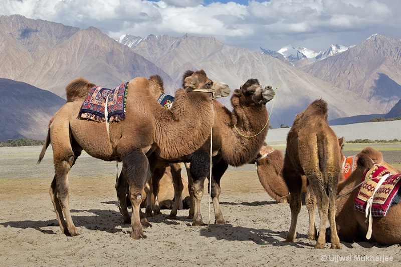 Double-Humped Camel of Nubra
