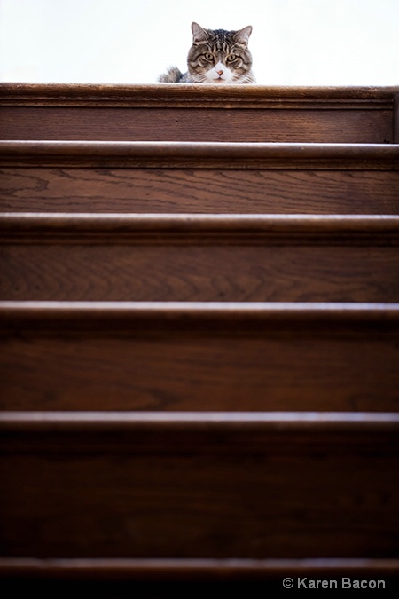 the cat at the top of the stairs