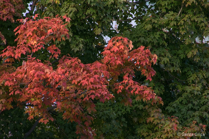 A Splash of Red