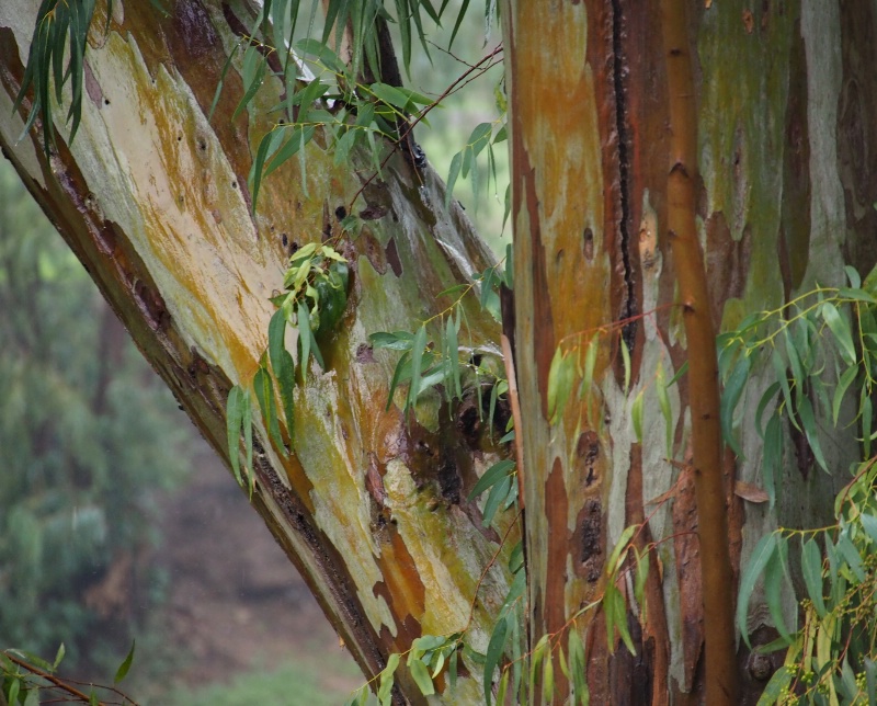 Eucaliptus after the rain