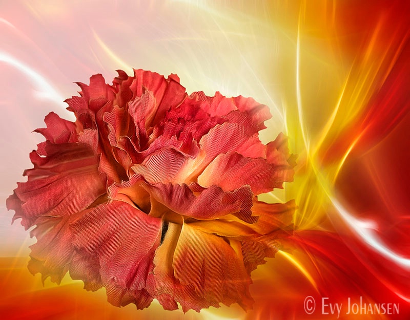 Glowing Silk Carnation