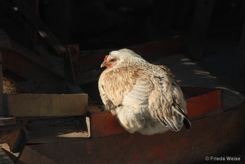 Resting Hen