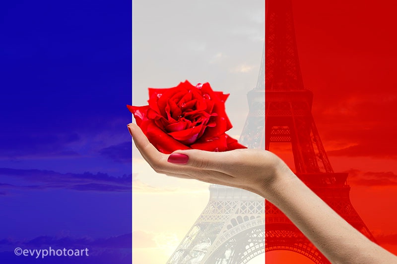 A Rose for Paris