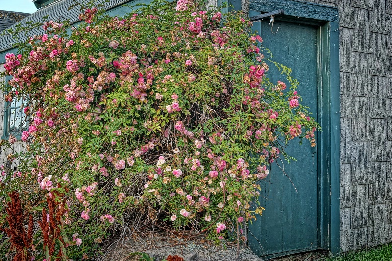 Sea Roses and the Fisherman's House