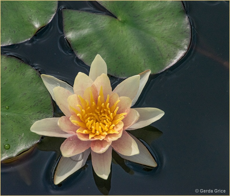 Pale Pink Water Lily after Rain