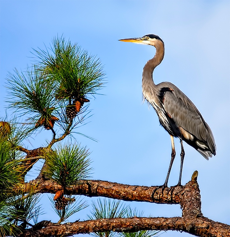 great blue - ID: 15048566 © John S. Fleming