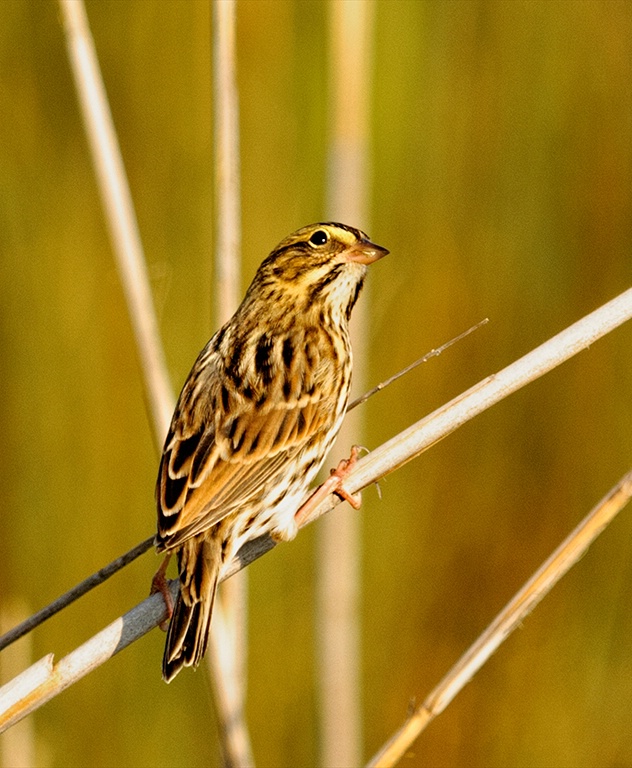 savannah sparrow - ID: 15048568 © John S. Fleming