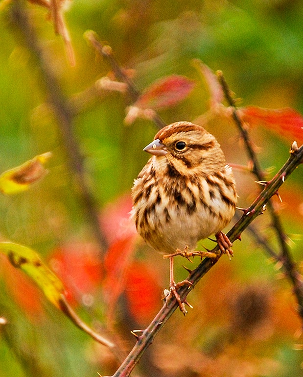 song sparrow - ID: 15048569 © John S. Fleming