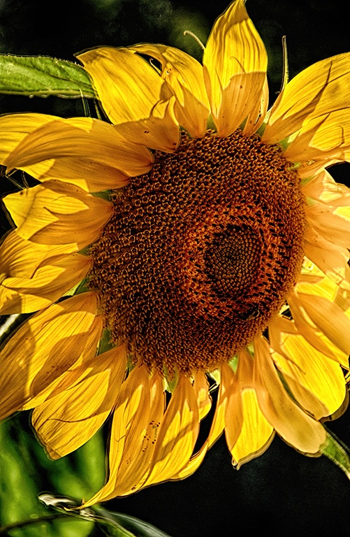 sunny flower - ID: 15048570 © John S. Fleming