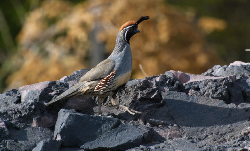 gambel s quail - ID: 15048757 © John S. Fleming