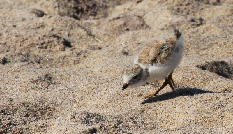 piping plover chick - ID: 15048761 © John S. Fleming