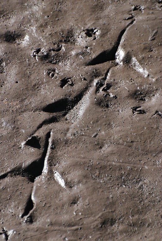 sandhill crane tracks - ID: 15048766 © John S. Fleming