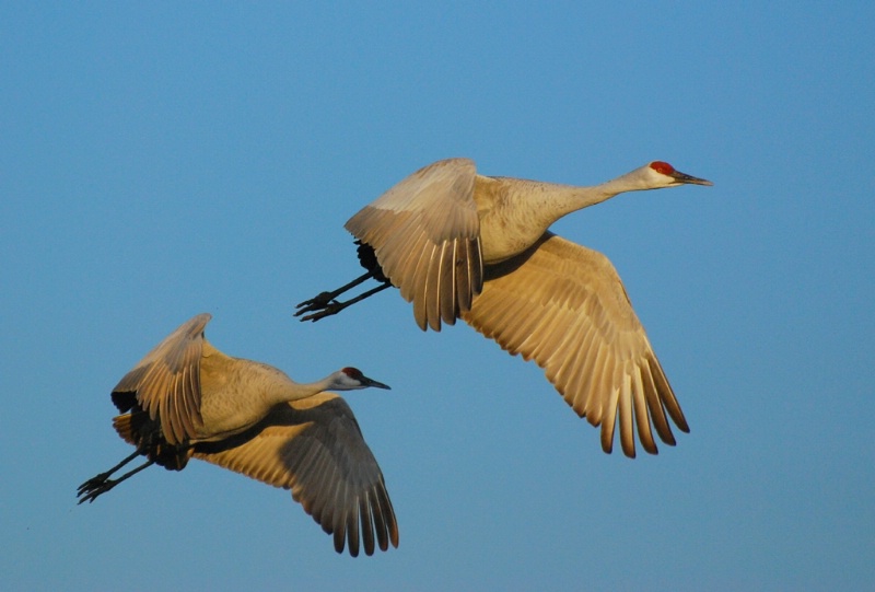 sandhill cranes - ID: 15048768 © John S. Fleming