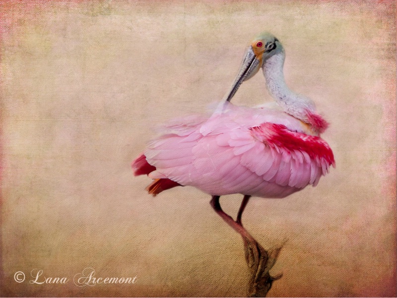 Roseate Spoonbill