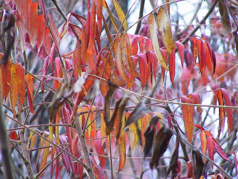 colorful leaves