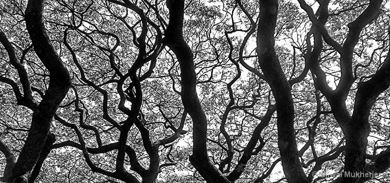 Tree Branch Pattern