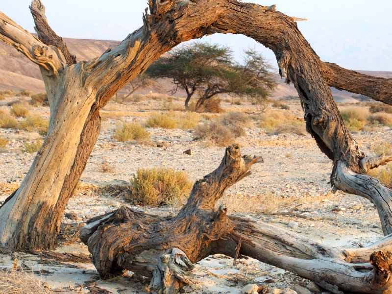 arch in the desert