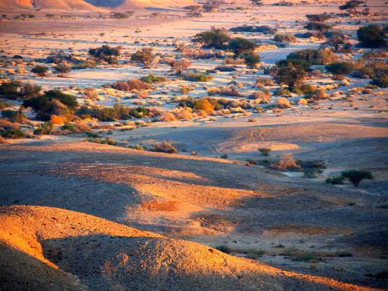 sunrise in the desert