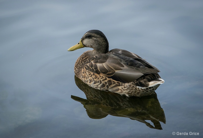 Female Mallard and Her Reflection