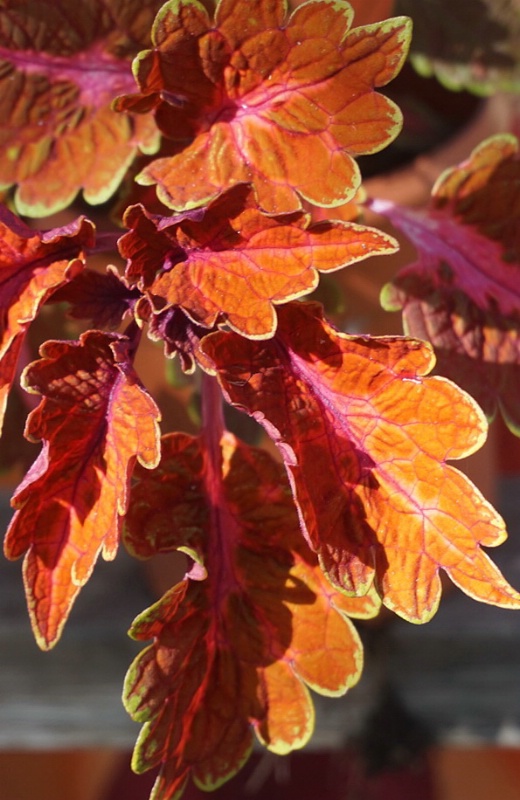 colorful leaves