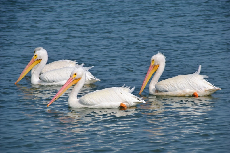 THREE  WHITE  PELICANS