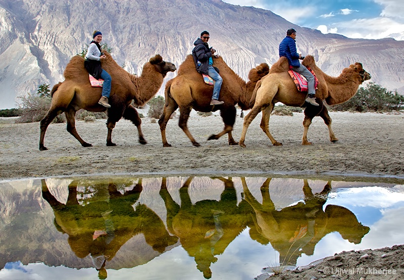 Camel Safari