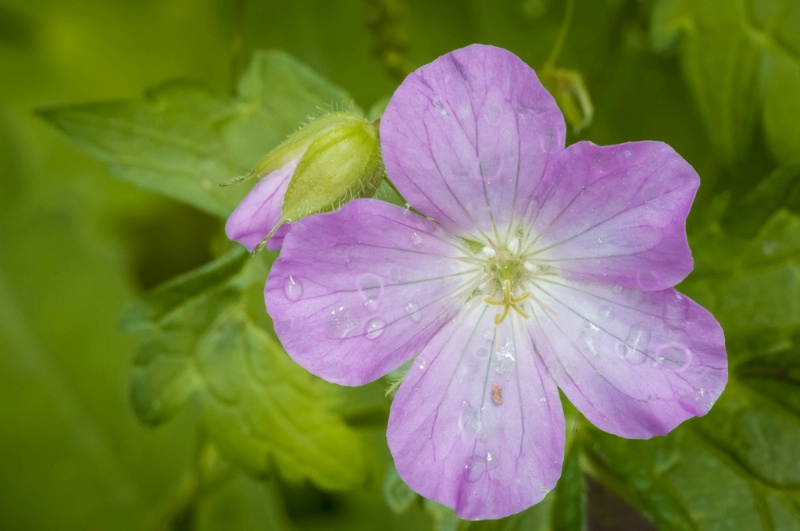4.wild geranium - ID: 15072744 © John S. Fleming