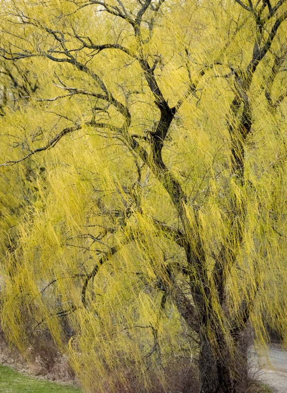 9.weeping willow - ID: 15072749 © John S. Fleming