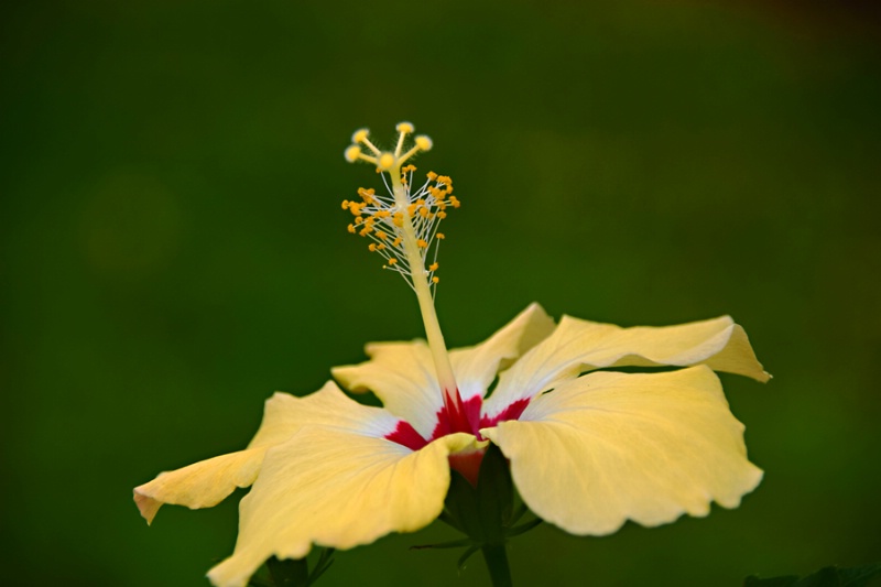 THE  CENTER  OF  A  FLOWER