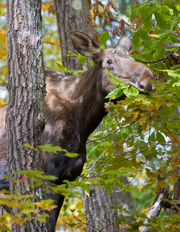 moose quabbin - ID: 15074347 © John S. Fleming