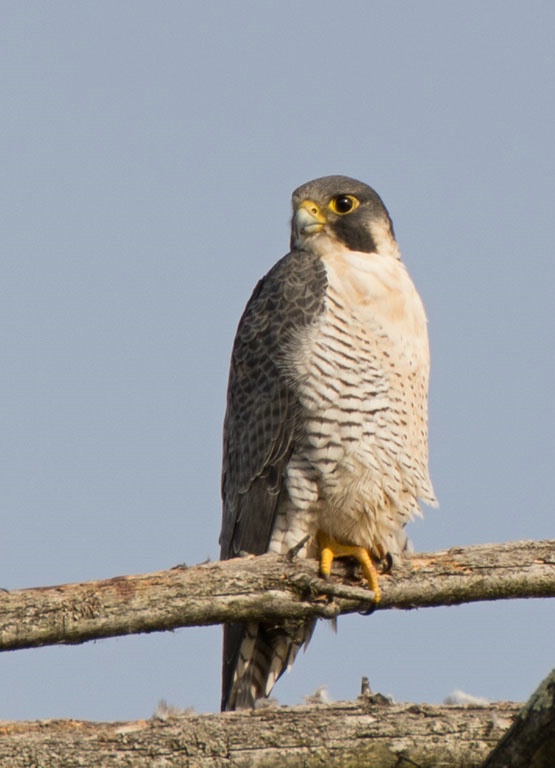  peregrine falcon - ID: 15074349 © John S. Fleming