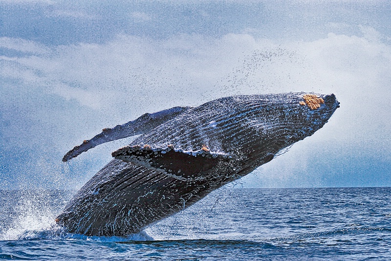 Humback Whale Breeching